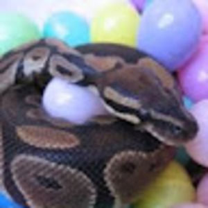 Meet your Posher, Skyler